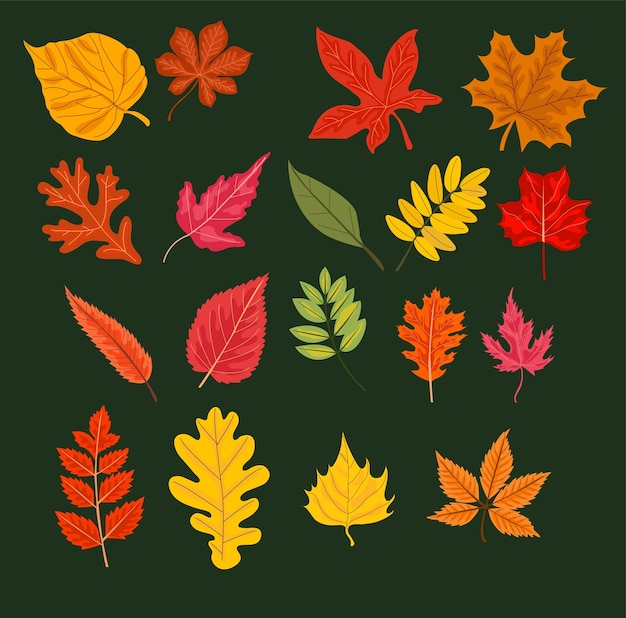 Vector autumn leaves or falling foliage icon vector set of maple oak or birch and rowan tree leaf