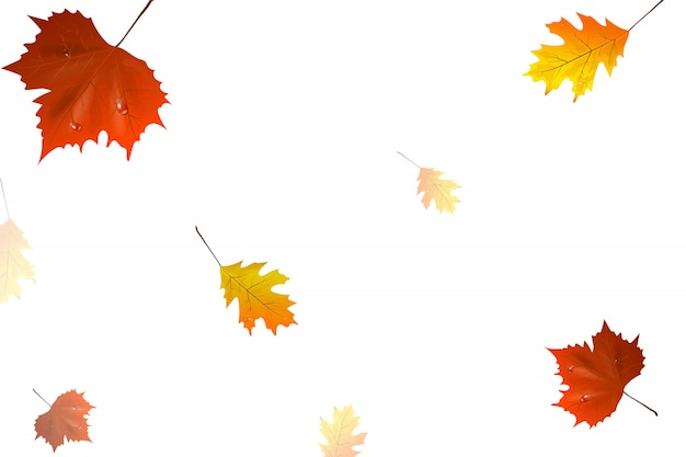 Autumn leaves flying