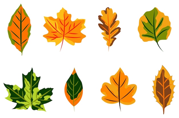 Autumn leaves illustration set