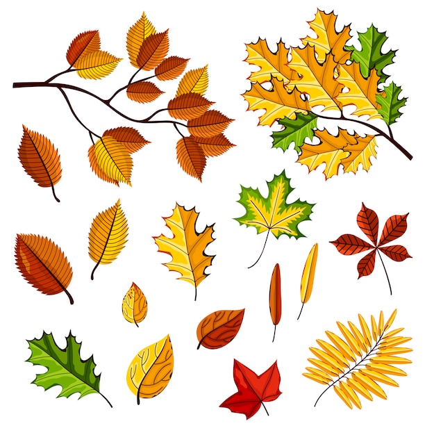 Autumn leaves  illustration