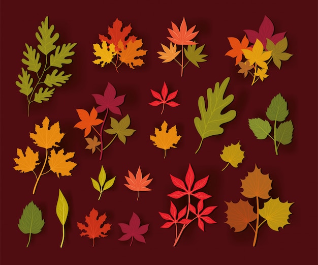 Autumn leaves , season nature ornament garden decoration and botany   illustration