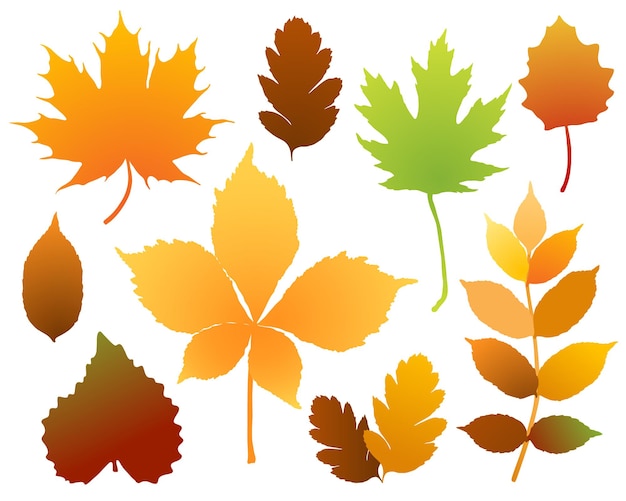 Vector autumn leaves set on white background design