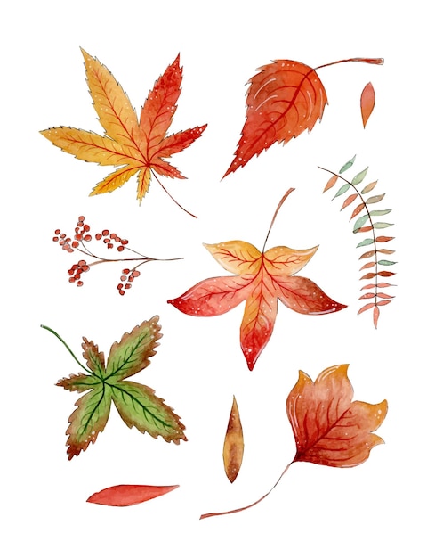 Vector autumn leaves set