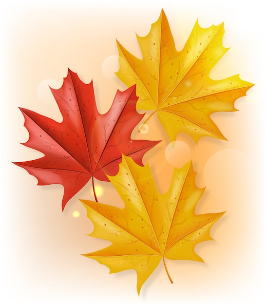 Vector autumn leaves top view illustration