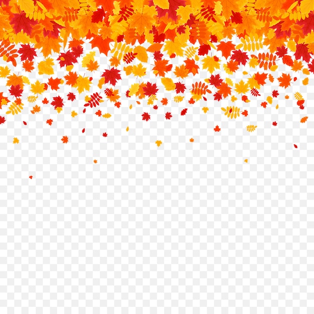 Vector autumn leaves on transparent background.