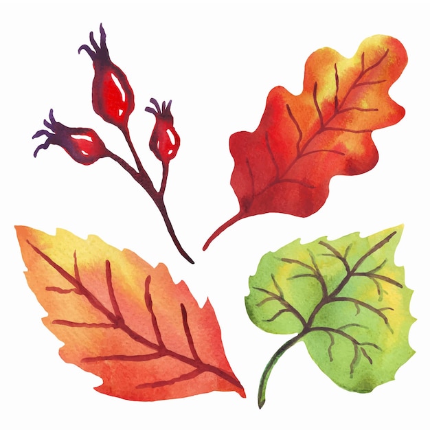 Autumn leaves Vector