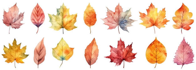 Autumn leaves a Watercolor on a white background vector illustration