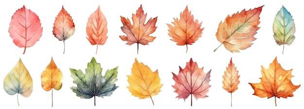 Autumn leaves a Watercolor on a white background vector illustration