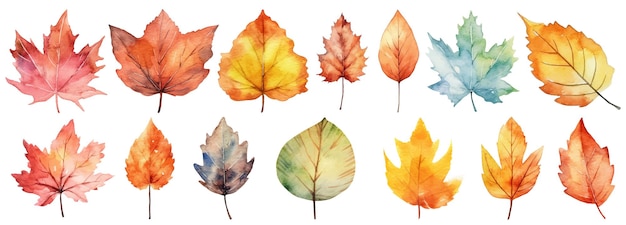 Autumn leaves a Watercolor on a white background vector illustration