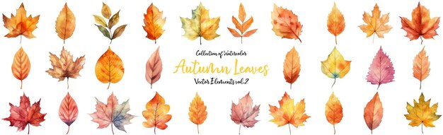 Autumn leaves a Watercolor on a white background vector illustration