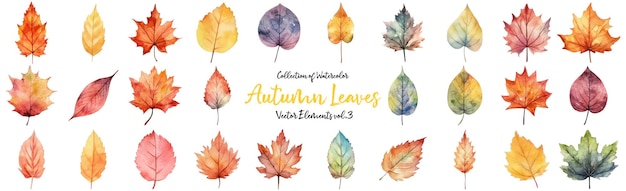 Autumn leaves a Watercolor on a white background vector illustration