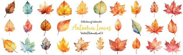 Autumn leaves a Watercolor on a white background vector illustration