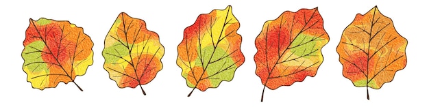 Autumn leaves on a white background