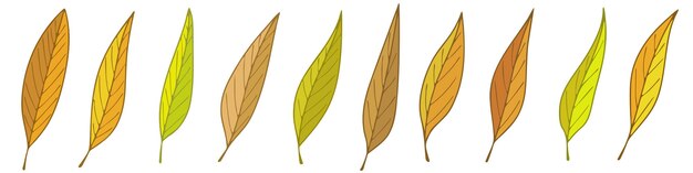 Autumn leaves on a white background