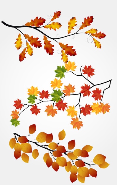 Vector autumn leaves on white background