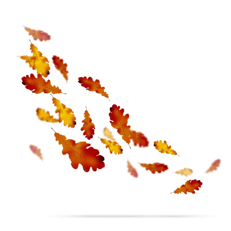 Vector autumn leaves on white background