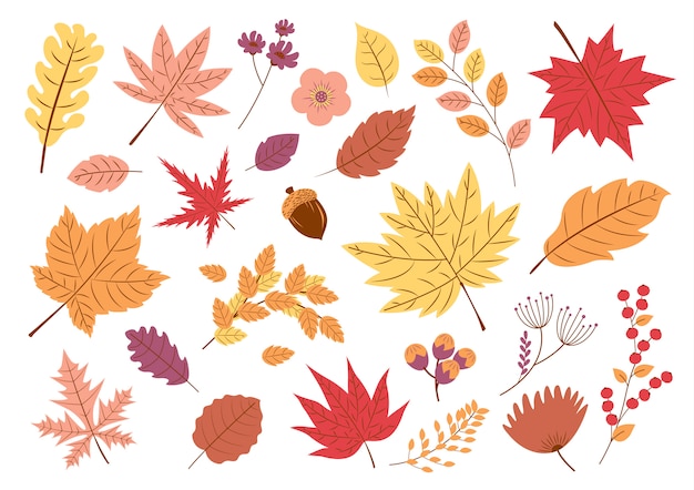 Autumn leaves on white background