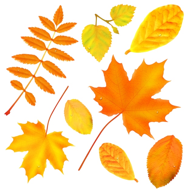 Vector autumn leaves