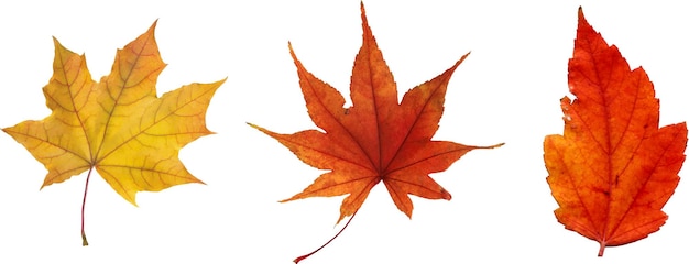 Vector autumn leaves