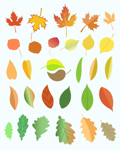 Vector autumn leaves