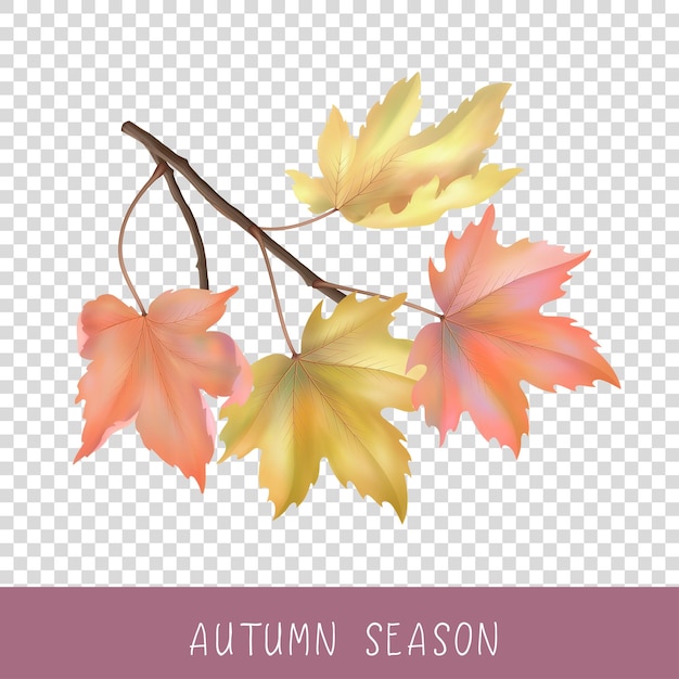 Autumn maple branch with leaves on transparent background Vector illustrations