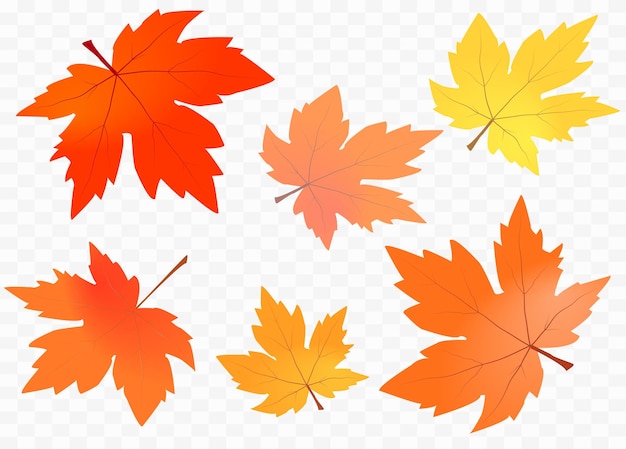 Vector autumn maple foliage vector on isolated transparent background