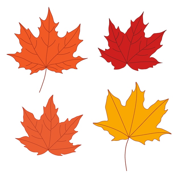 Autumn maple leaf Beautiful minimalistic set of isolated leaves in bright colors