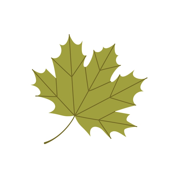 Vector autumn maple leaf. flat vector illustration.