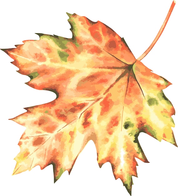 Autumn maple leaf vector