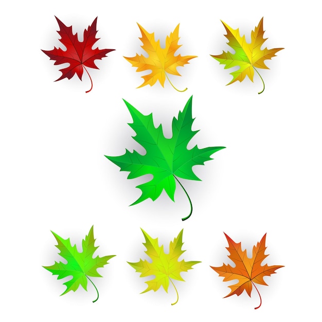 Vector autumn maple leaves set.