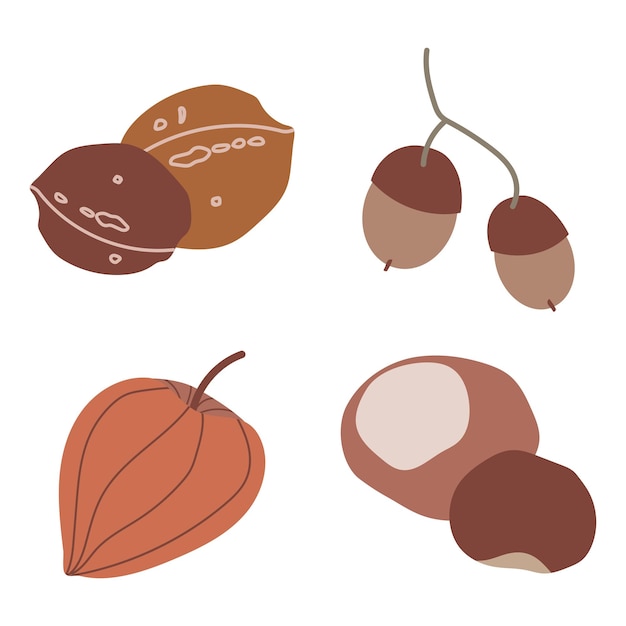 Autumn nuts set vector illustration isolated on white background
