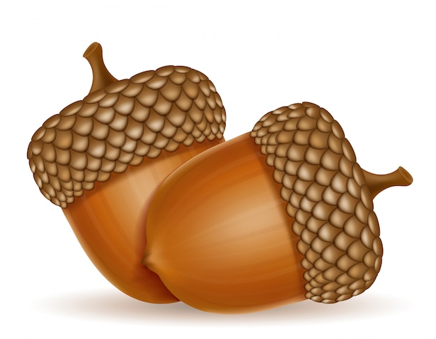 Vector autumn oak acorns vector illustration