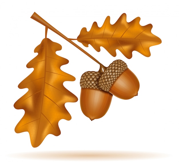 Autumn oak acorns with leaves vector illustration