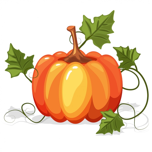Vector autumn orange pumpkin vegetable