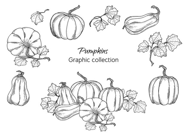 Vector autumn pumpkins illustration