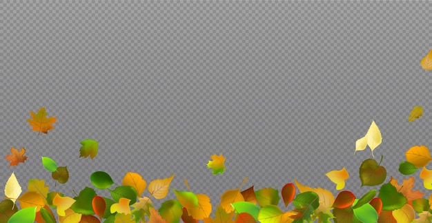 Vector autumn red and yellow leaves web template transparent background vector