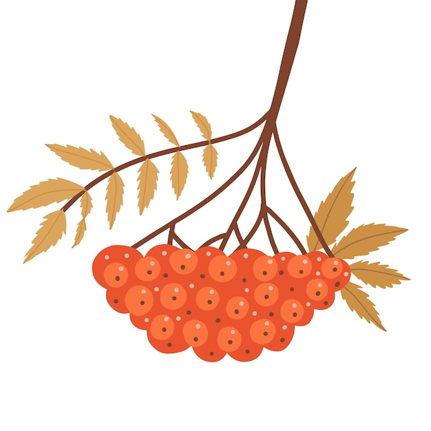 Vector autumn rowan branch with leaves and red berries twig with fall yellow leaf and rowanberries autumnal...