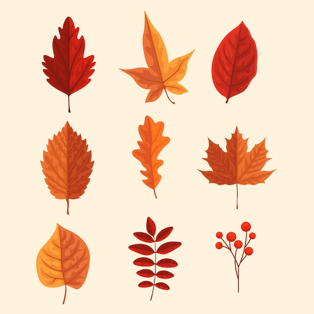 Vector autumn set leaf