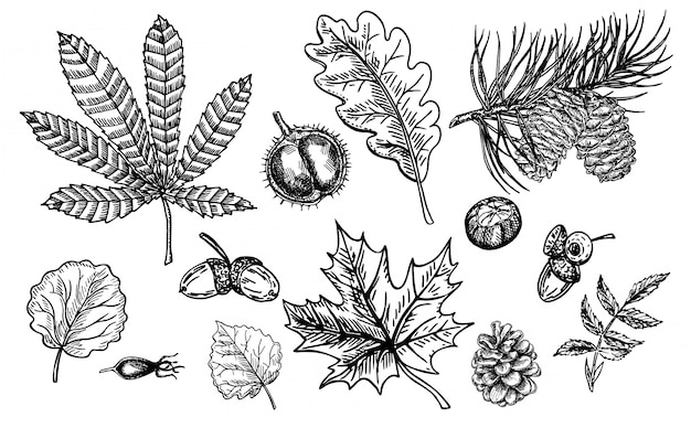 Autumn sketch set with leaves, berries, fir cones, nuts, mushrooms and acorns. Detailed forest botanical elements. Vintage fall seasonal decor. Oak, maple, chestnut leaf drawing.  illustration.