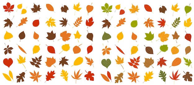 Autumn tree leaves collection in flat style isolated vector
