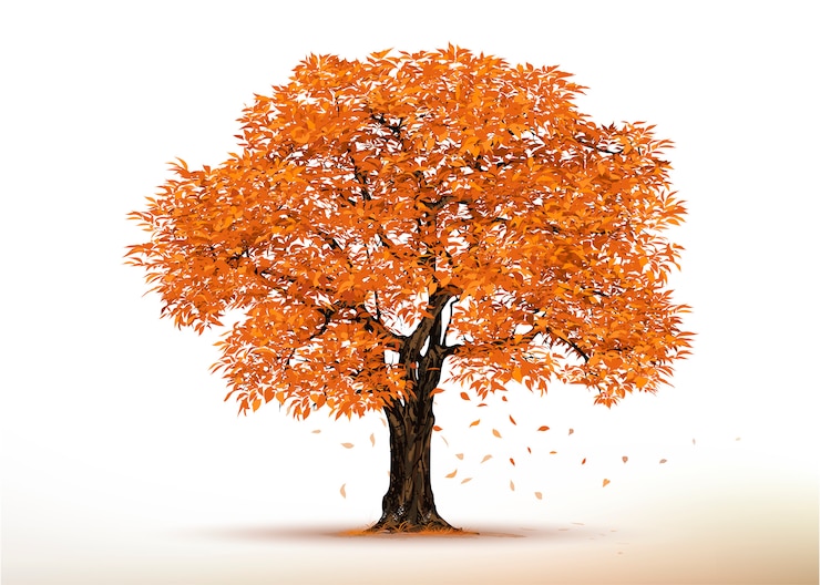 Vector autumn tree .realistic  trees isolated on white .