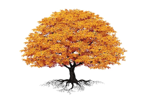 Autumn tree vectorrealistic  trees isolated on white background