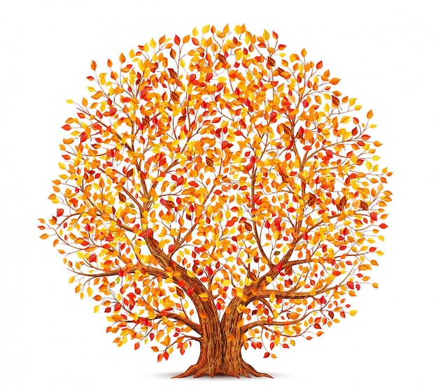 Autumn tree with yellow, orange and red leaves isolated on white background illustration