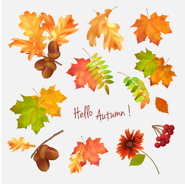 Осенняя векторная коллекция осенних листьев на белом фоне