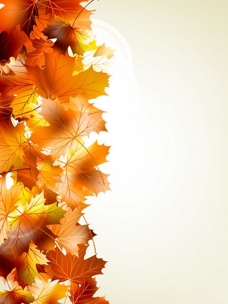 Осенний лист клена и солнечного света фона.
