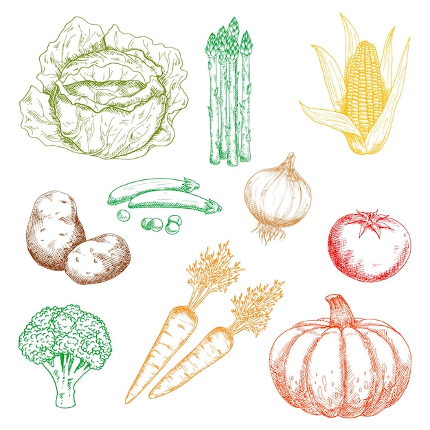 Autumnal organic farm vegetables colored sketches