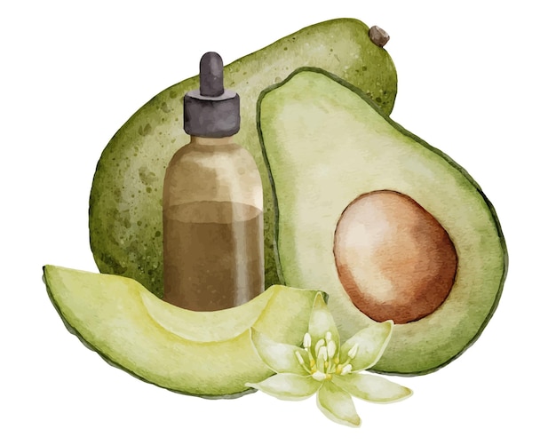 Avocado essential oil watercolor illustration Hand drawn drawing of tropical fruit and glass bottle with dropper for health care and aromatherapy Slices of green vegetable and flower for spa