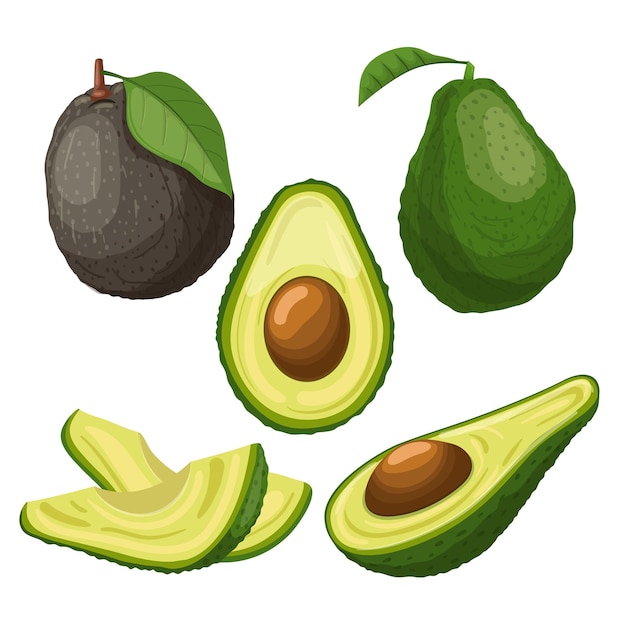Vector avocado food fresh set cartoon vector illustration