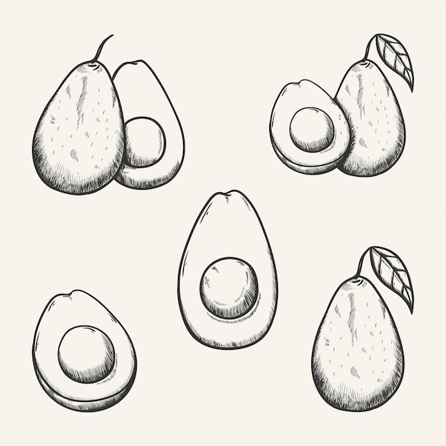 Vettore illustrazione di schizzo di avocado