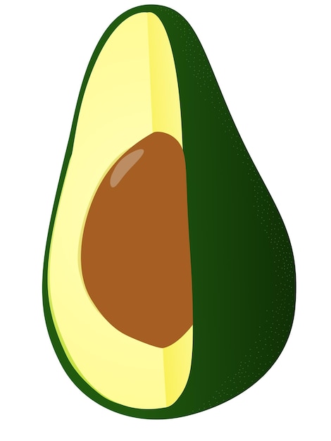 Avocado fruit vector illustration